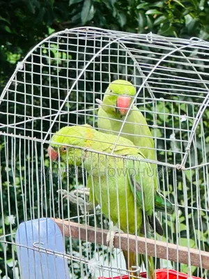 Parrots for Sell