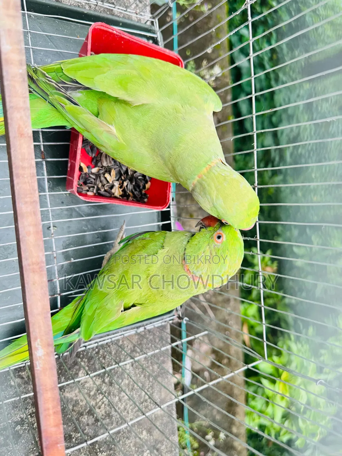 Parrots for Sell