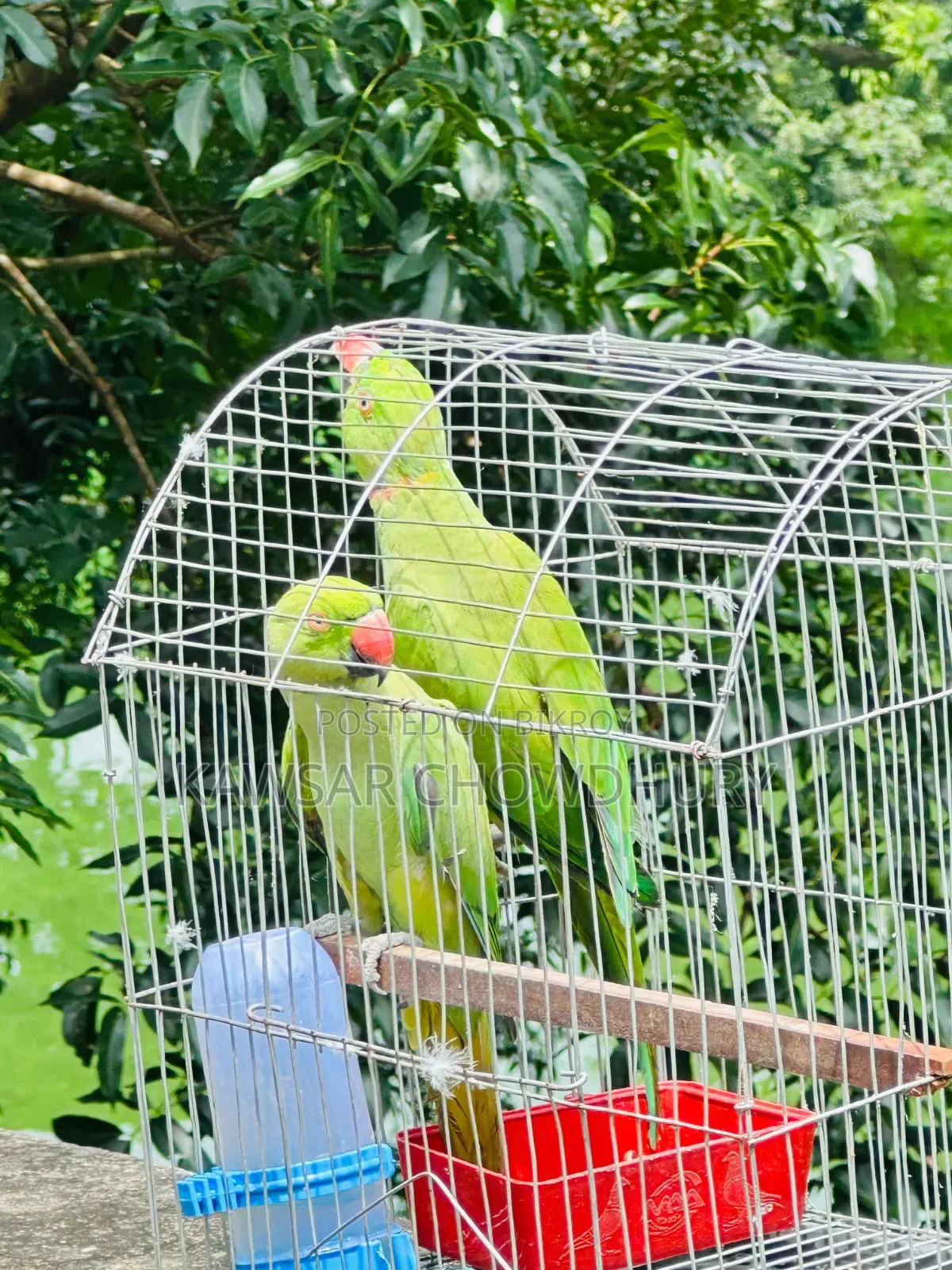 Parrots for Sell