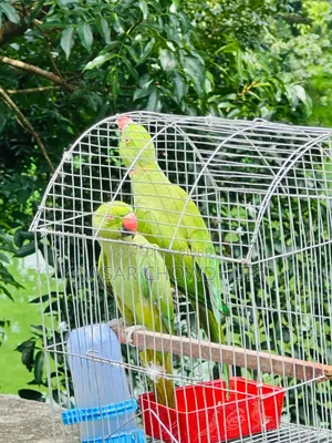 Parrots for Sell