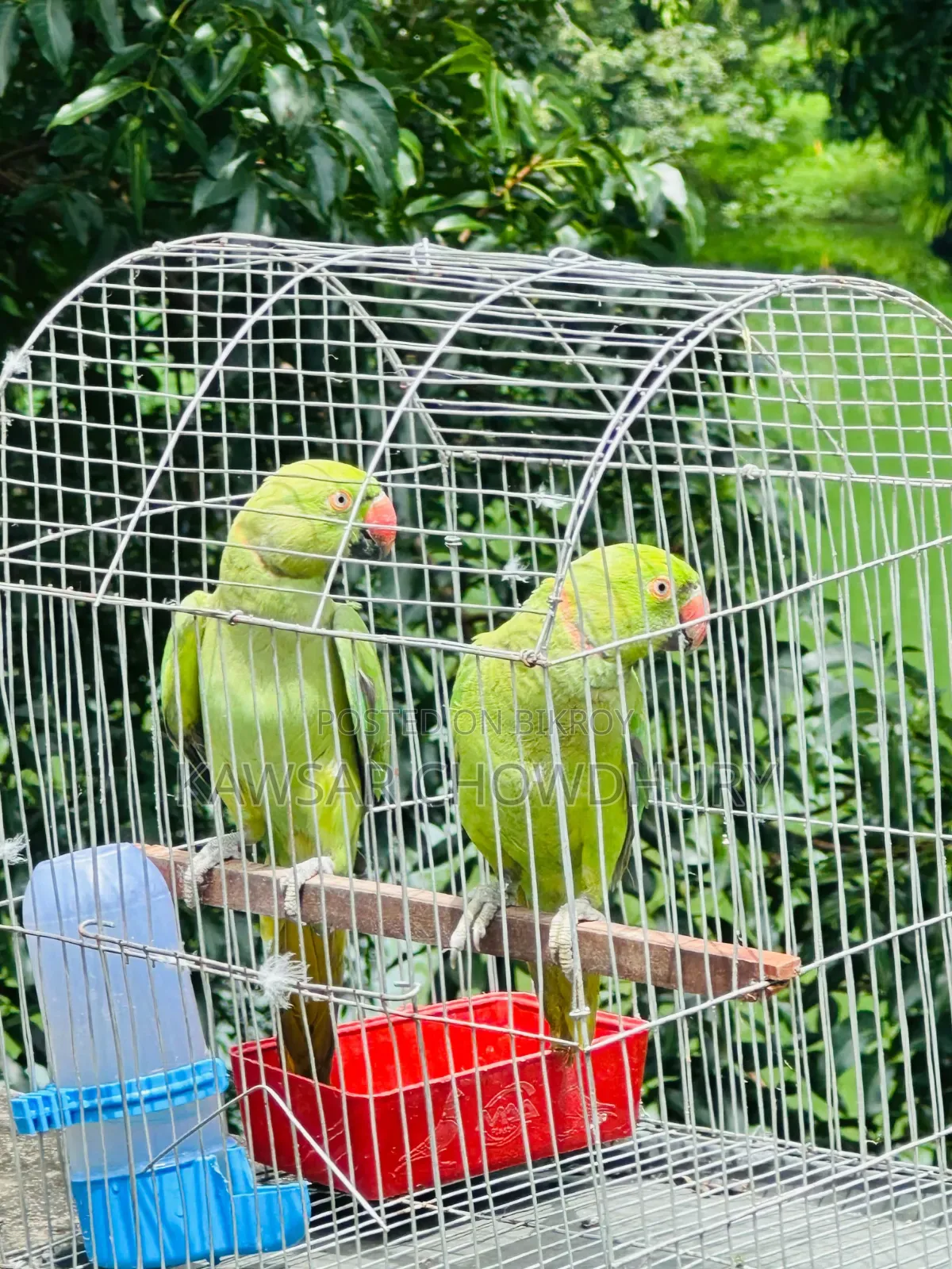 Parrots for Sell