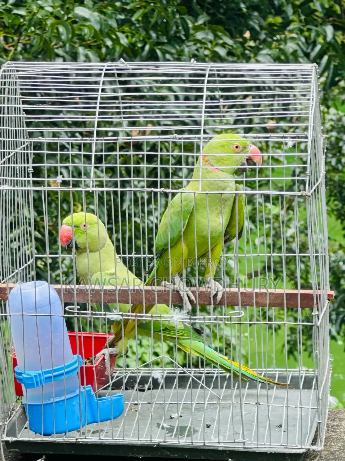 Parrots for Sell