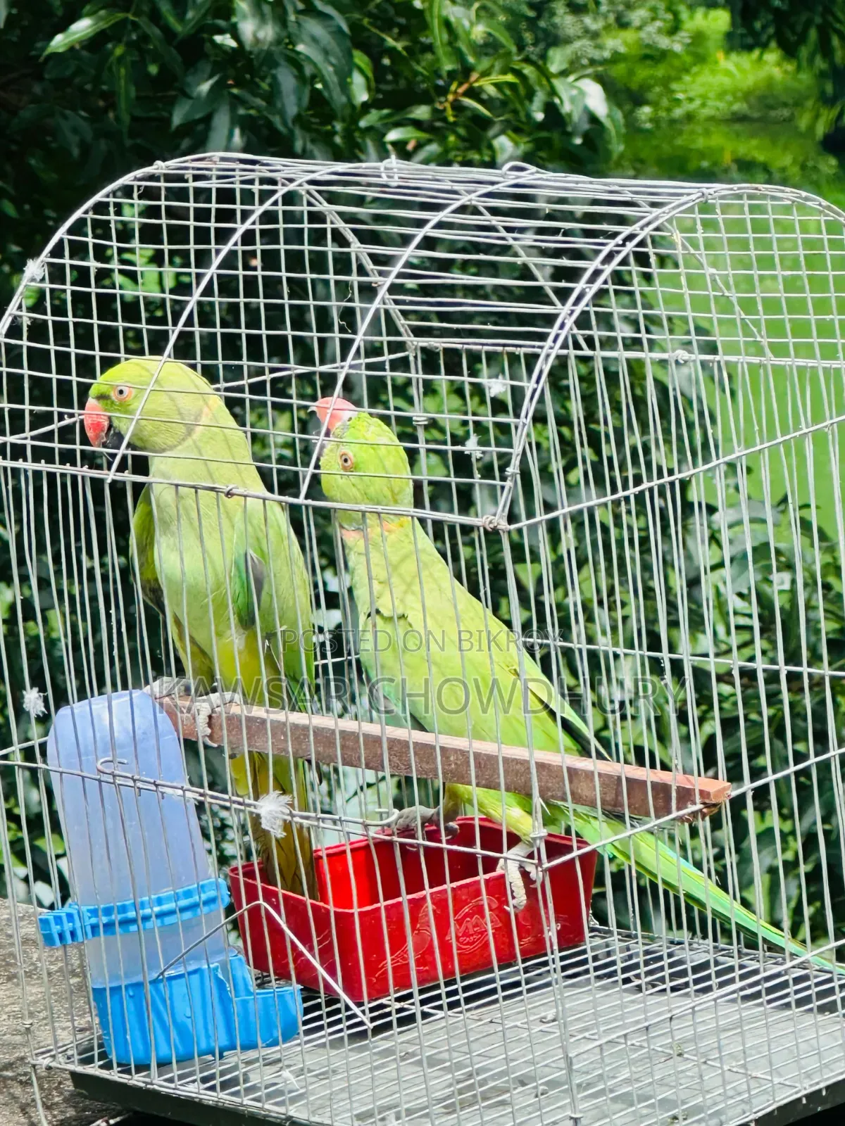 Parrots for Sell