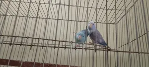 রানিং বাচ্চা সহ লাভ বার্ড