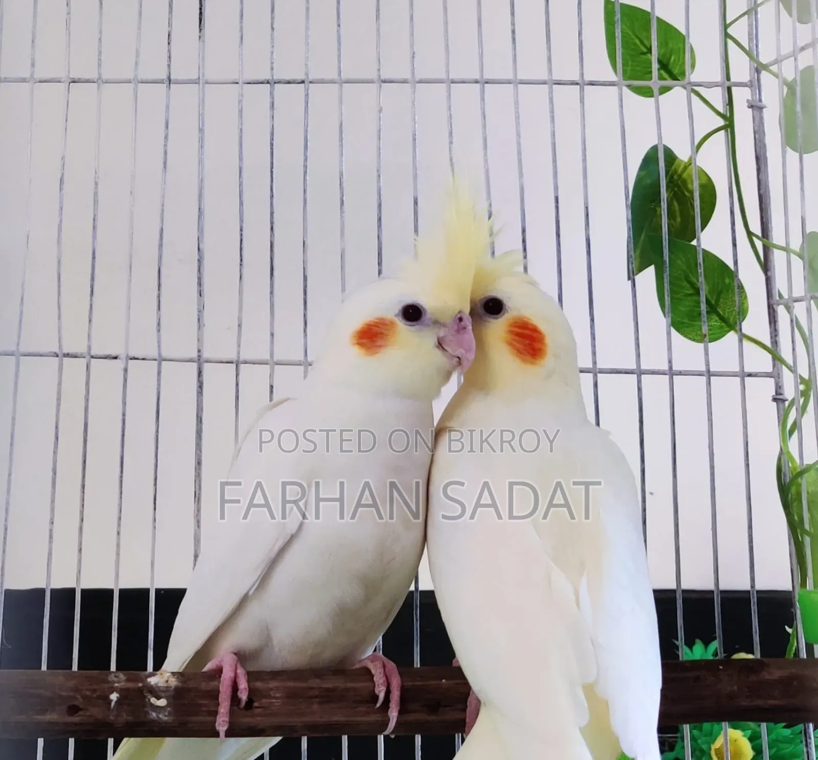 Love Bird Cocatail
