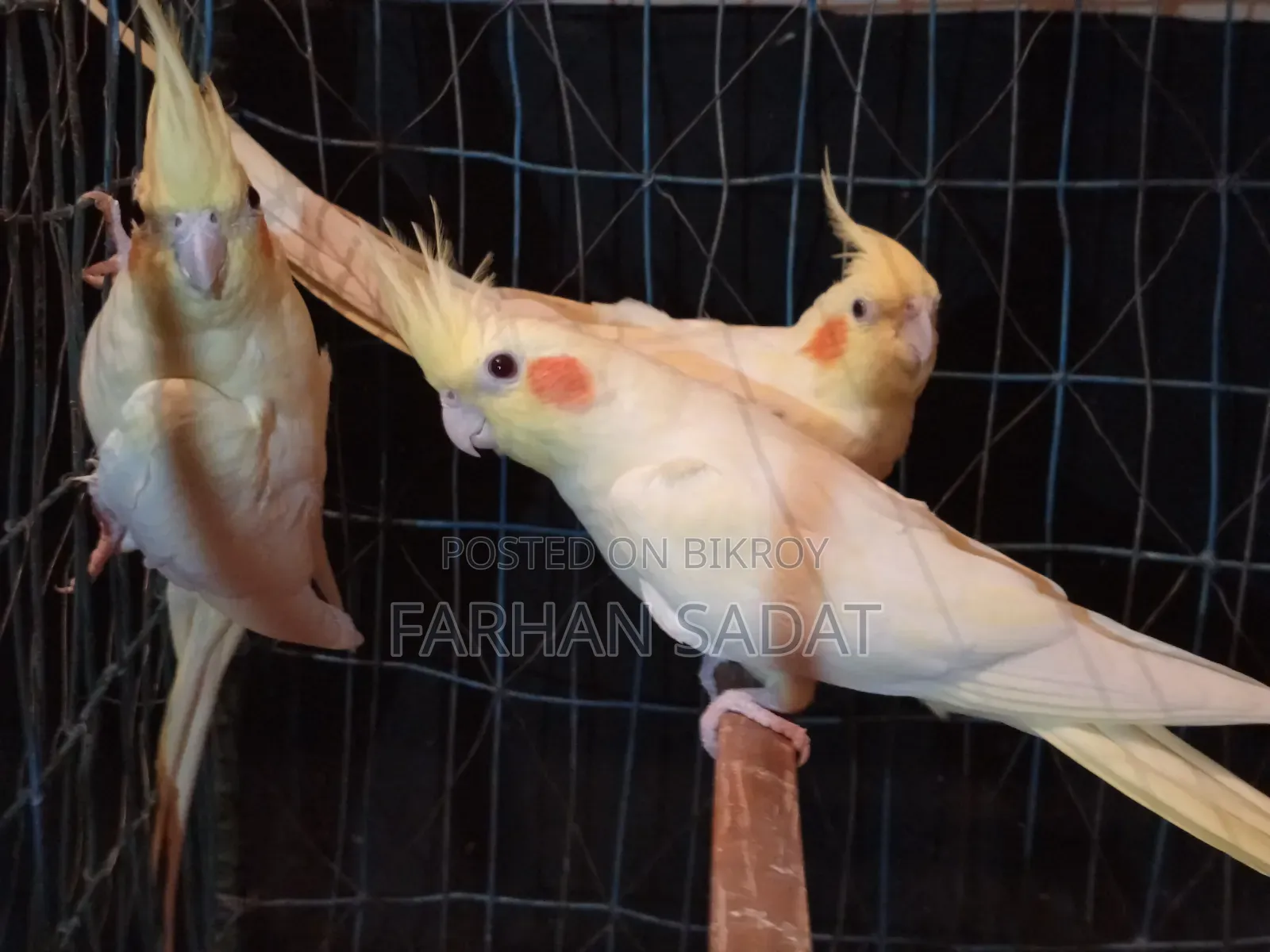 Love Bird Cocatail