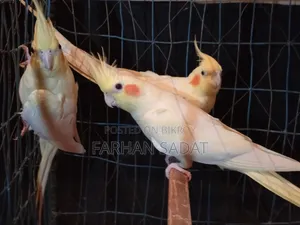 Love Bird Cocatail