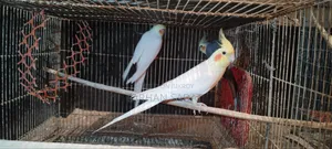 Love Bird Cocatail