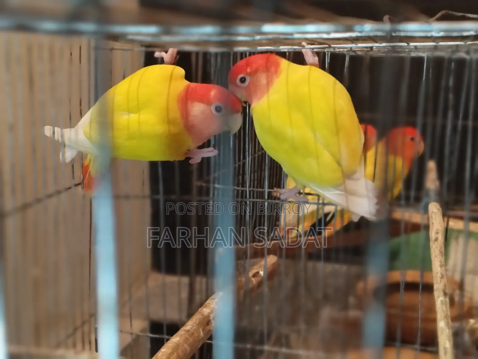 Love Bird Cocatail