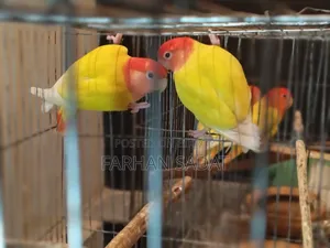Love Bird Cocatail