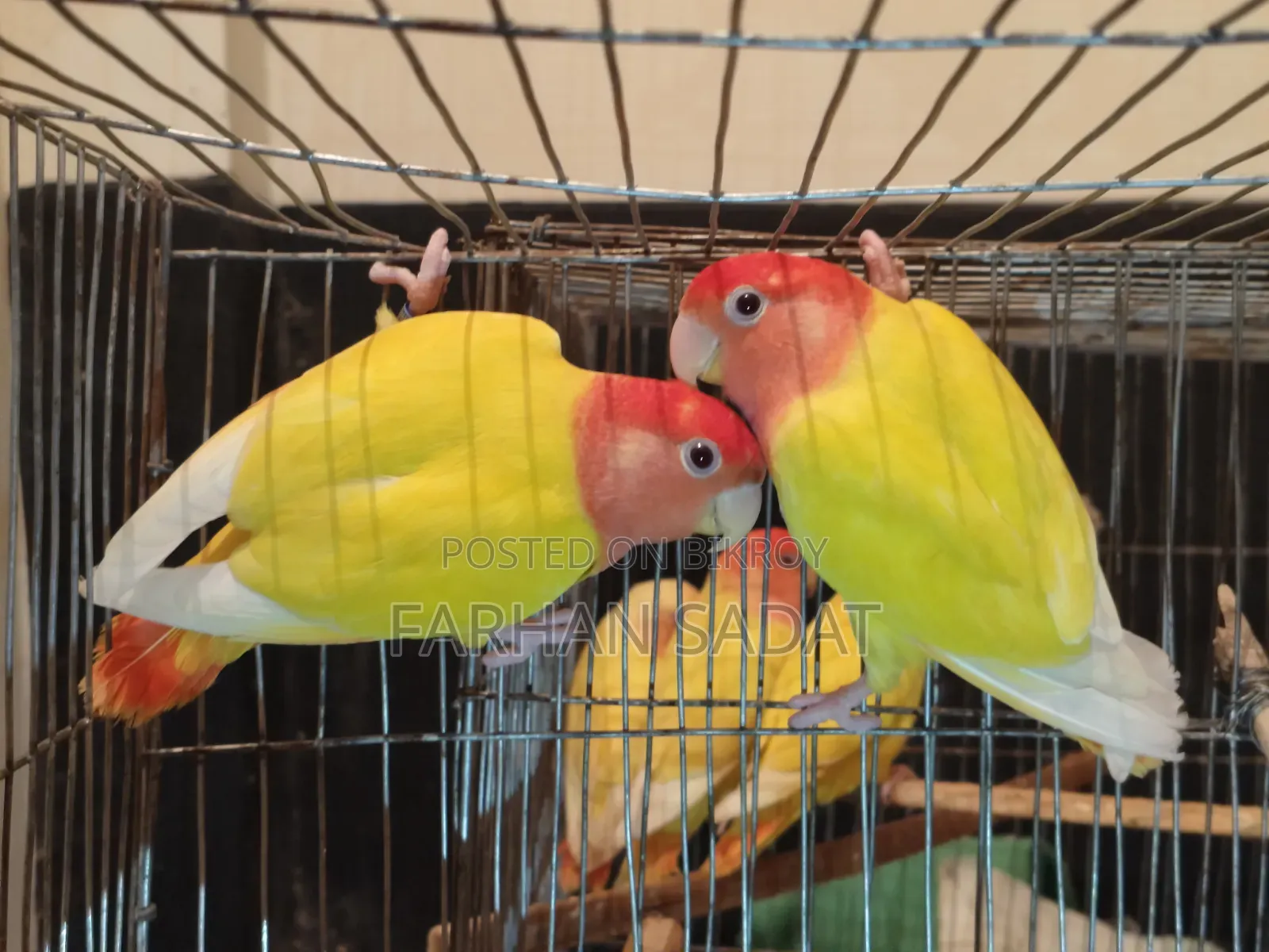Love Bird Cocatail