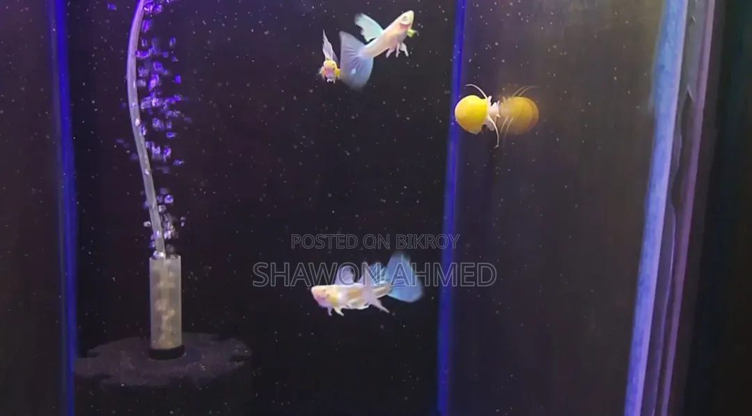 Albino Blue Topaz Guppy