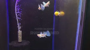 Albino Blue Topaz Guppy