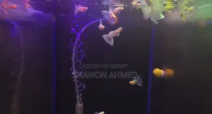 Albino Blue Topaz Guppy