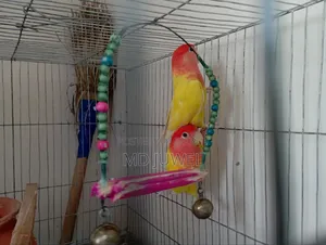লাভবার্টস পাখি