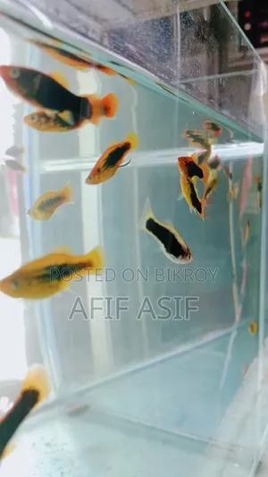 Hawei Plati (Pair)