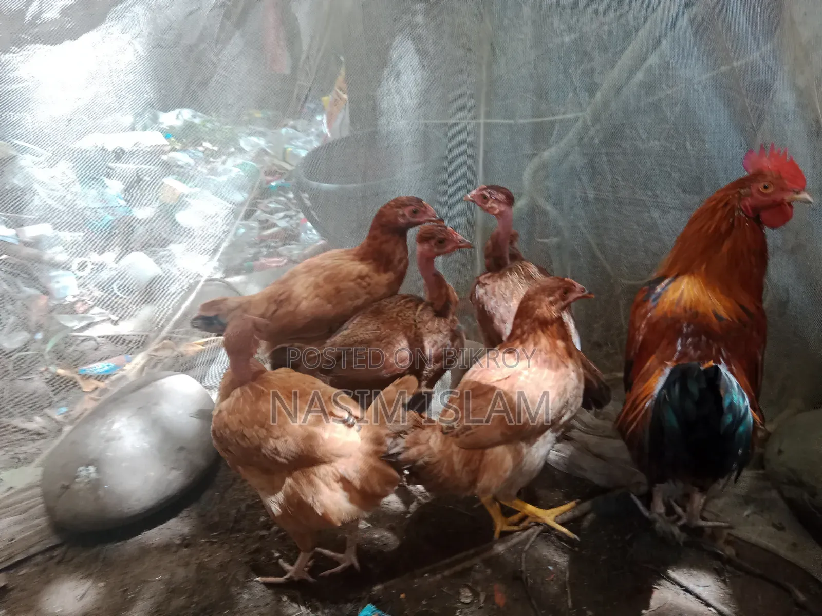 Deshi Murgi