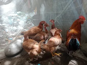 Deshi Murgi