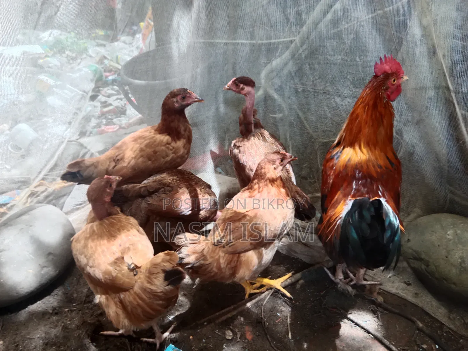 Deshi Murgi