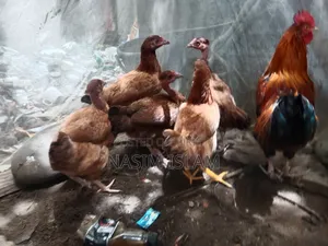 Deshi Murgi