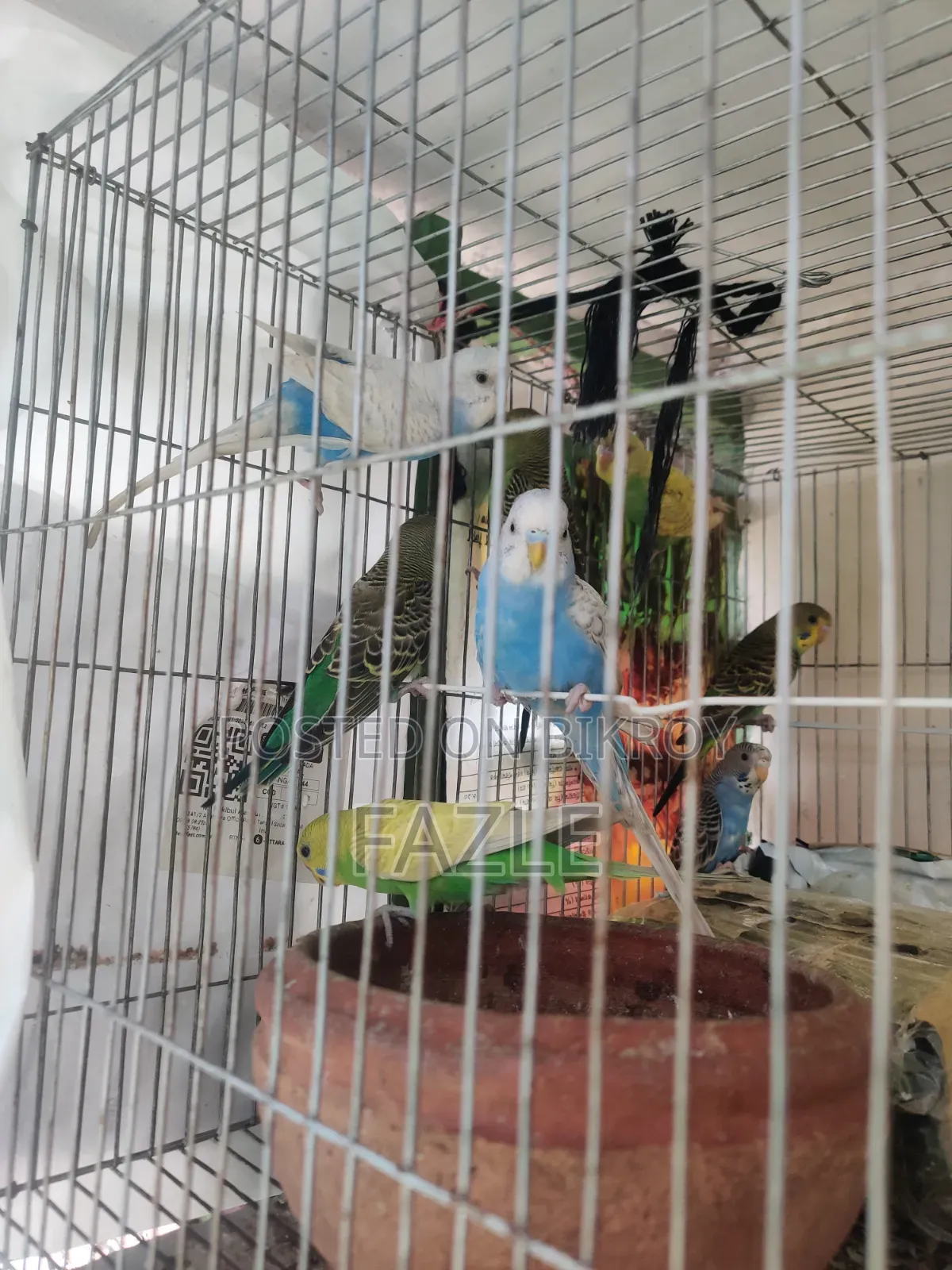 বাজারিগার (Budgerigar) পাখি বিক্রয়