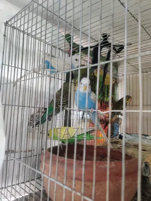 বাজারিগার (Budgerigar) পাখি বিক্রয়