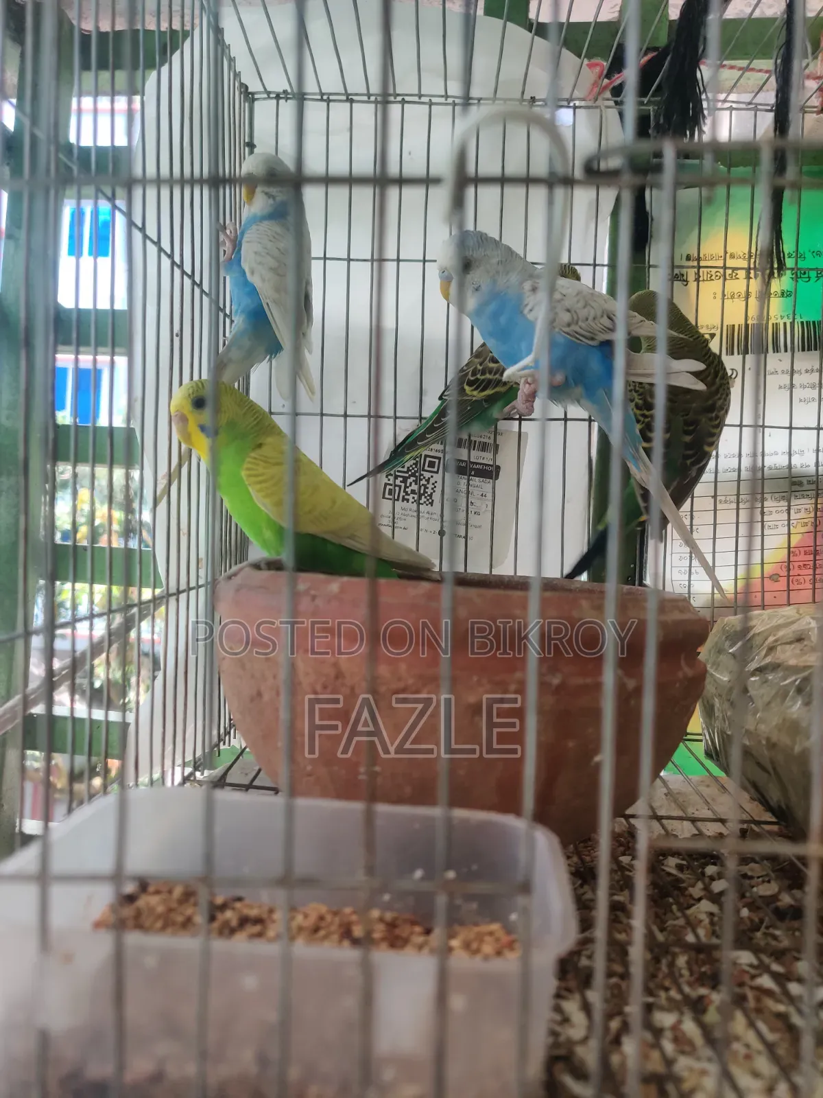 বাজারিগার (Budgerigar) পাখি বিক্রয়