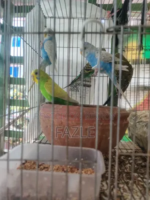 বাজারিগার (Budgerigar) পাখি বিক্রয়