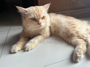6-12 months Male Purebred Persian