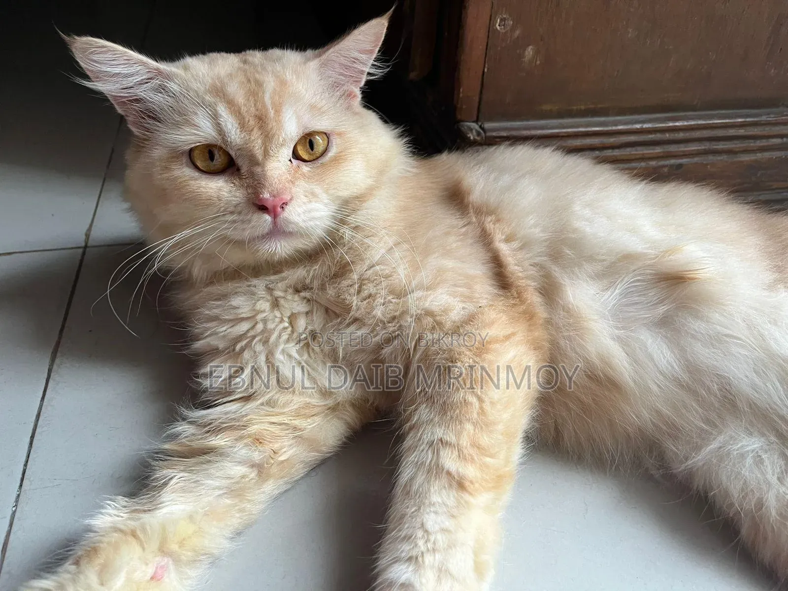 6-12 months Male Purebred Persian