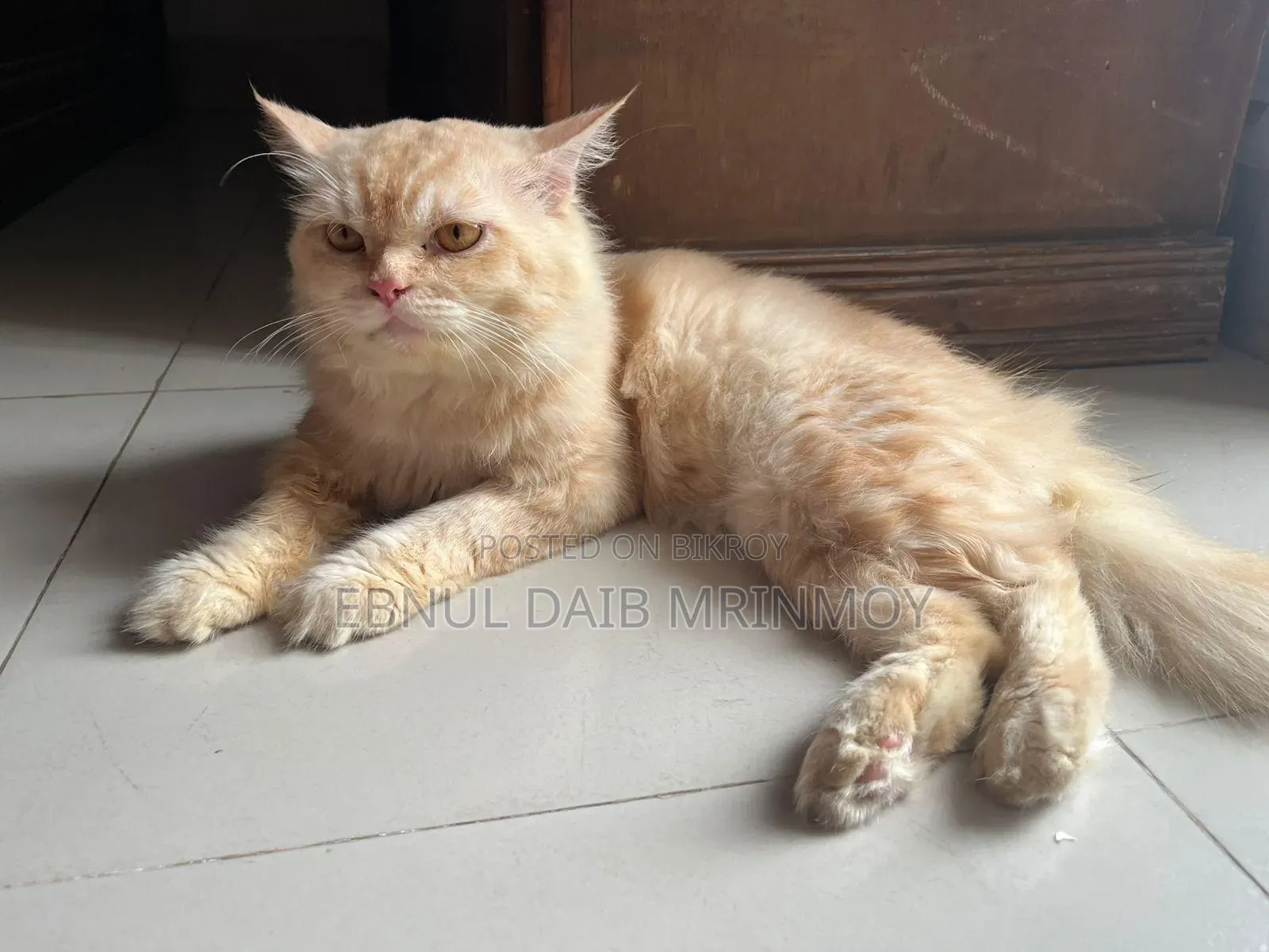 6-12 months Male Purebred Persian