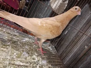 কবুতর শটফেস