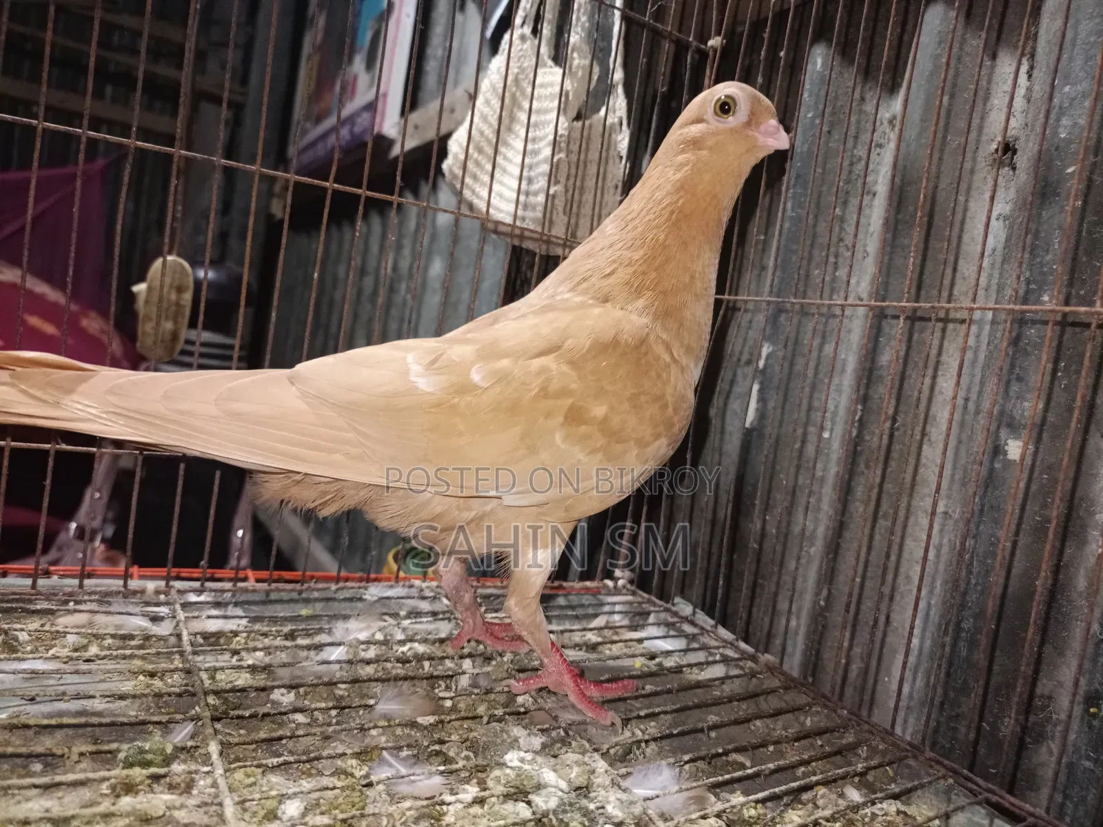 কবুতর শটফেস