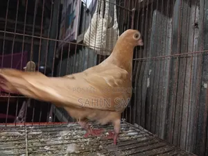 কবুতর শটফেস