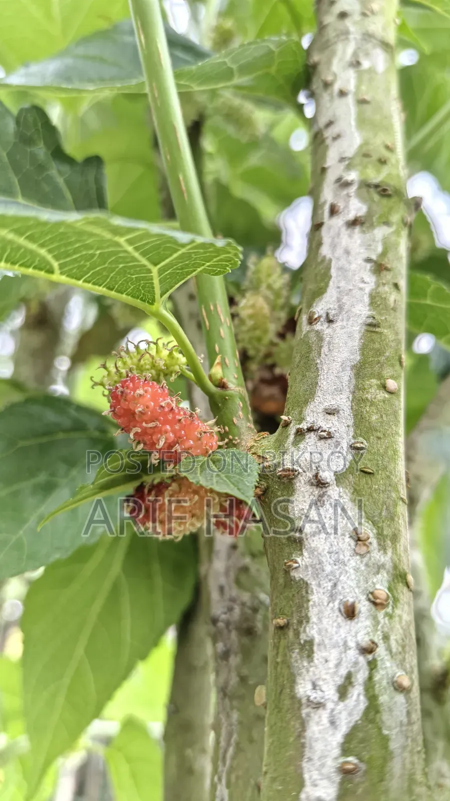 Turkey Mulberries