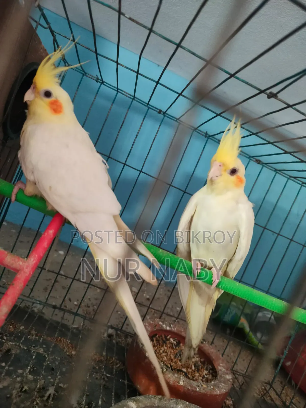 ১০০%সুস্থ ও একটিভ এডাল লুটিনো এক জোড়া ককাটেল পাখি বিক্রি হবে