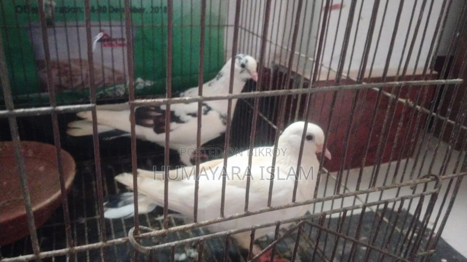গোল্লা কবুতর