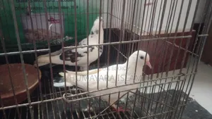 গোল্লা কবুতর