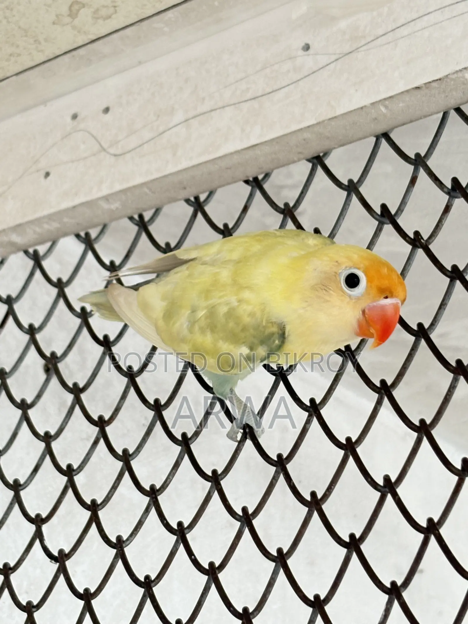Pastel Parblue Split Ino