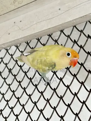 Pastel Parblue Split Ino