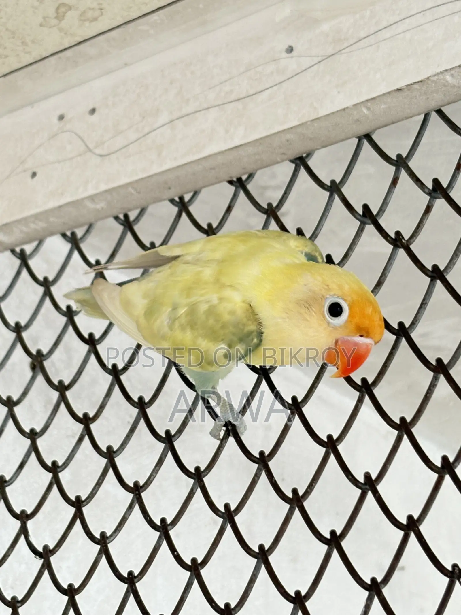 Pastel Parblue Split Ino