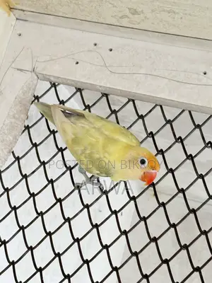 Pastel Parblue Split Ino
