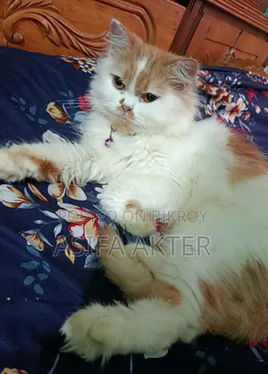 1+ year Female Purebred Persian