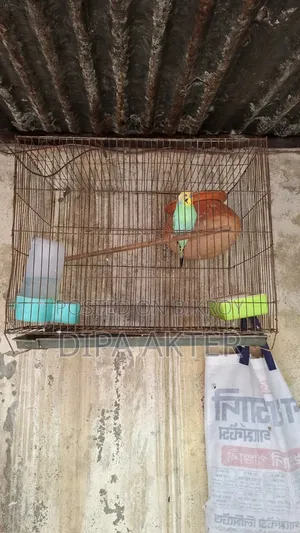 একটা রানিং মিল বাজিগার পাখি বিক্রি হবে খাচা সহ