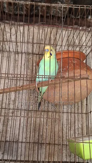 একটা রানিং মিল বাজিগার পাখি বিক্রি হবে খাচা সহ