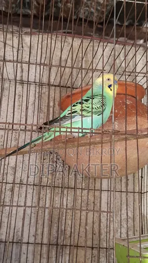 একটা রানিং মিল বাজিগার পাখি বিক্রি হবে খাচা সহ