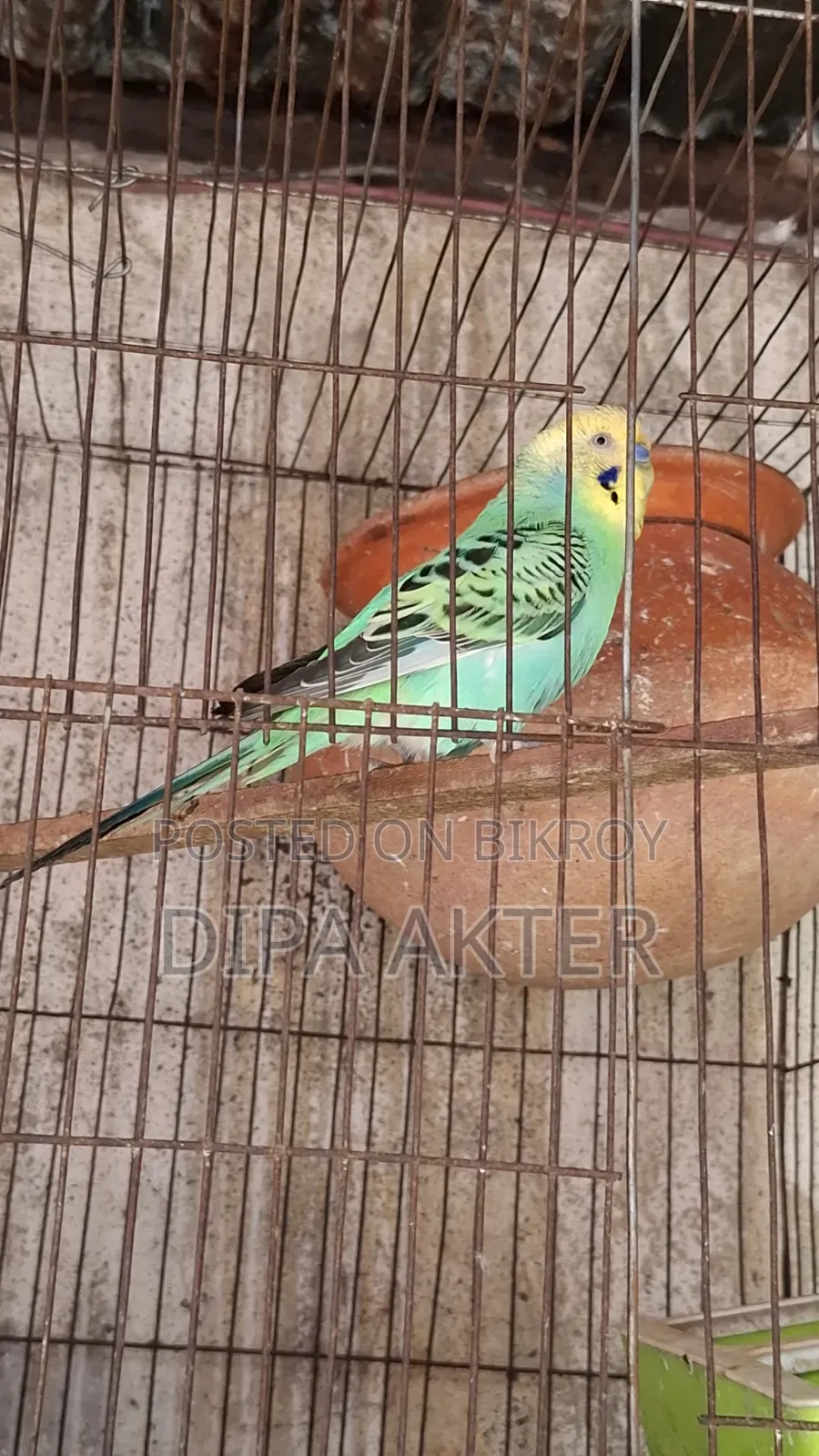 একটা রানিং মিল বাজিগার পাখি বিক্রি হবে খাচা সহ