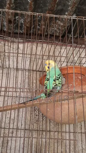 একটা রানিং মিল বাজিগার পাখি বিক্রি হবে খাচা সহ