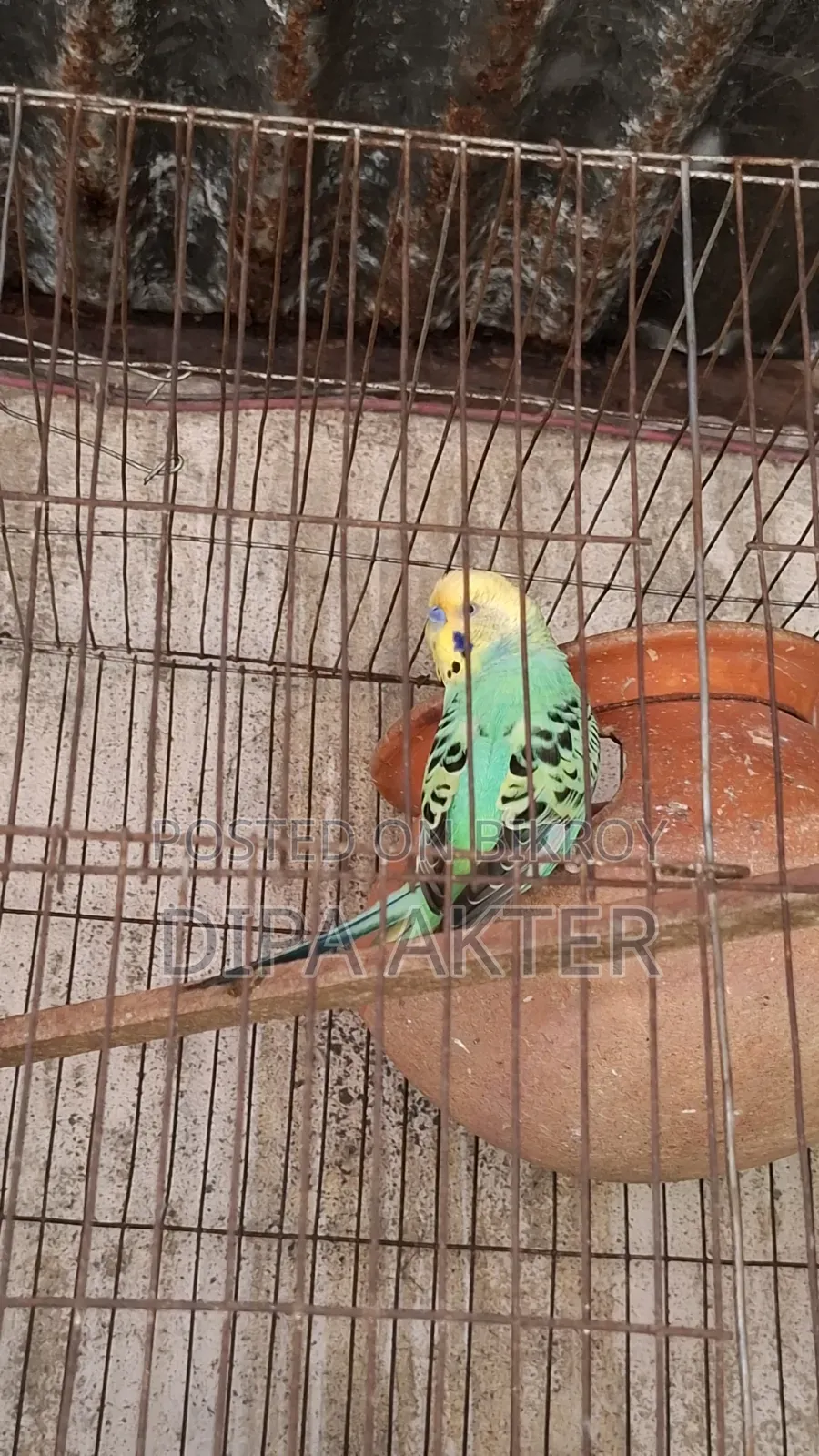 একটা রানিং মিল বাজিগার পাখি বিক্রি হবে খাচা সহ