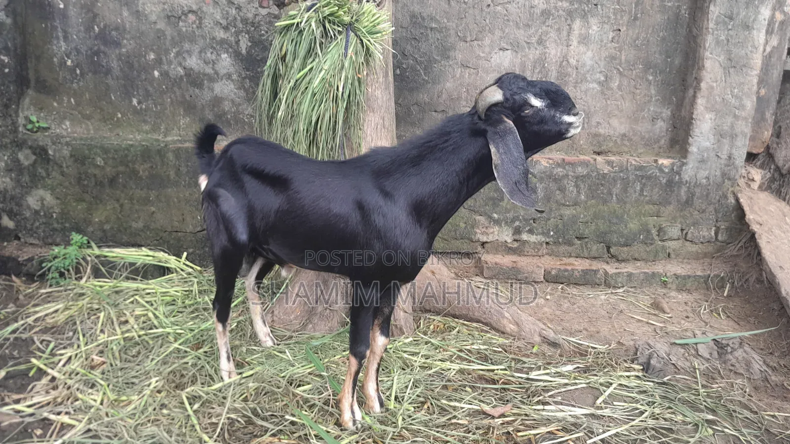 Totapuri cross goat for sale. Rajashon location